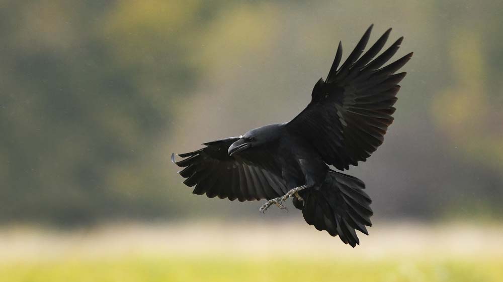 raven bird crow death corpse culture