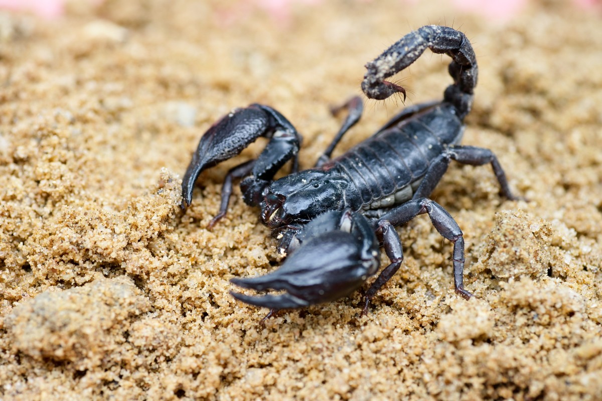 scorpion insect arachnid differences species animal arthropods